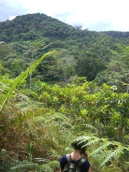 Welcome to the jungle!