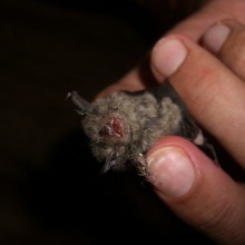 Welcome to the jungle!