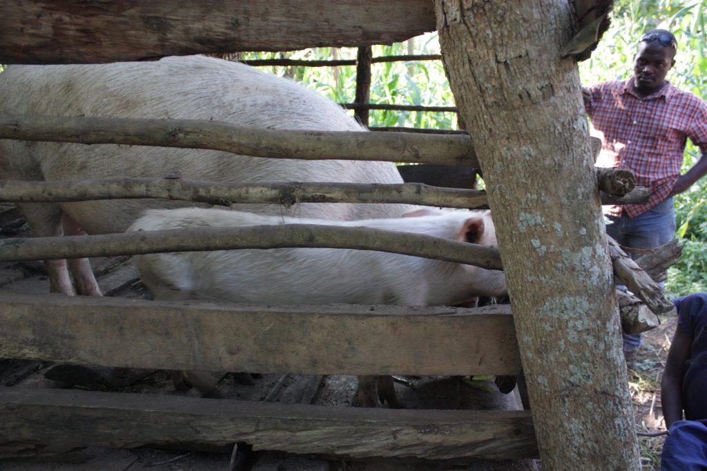 A kiss from a camel…