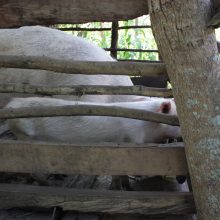 A kiss from a camel…