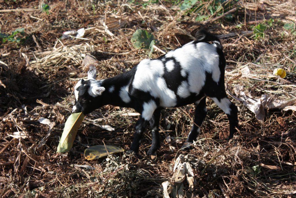 A kiss from a camel…