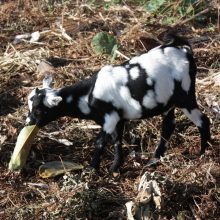 A kiss from a camel…