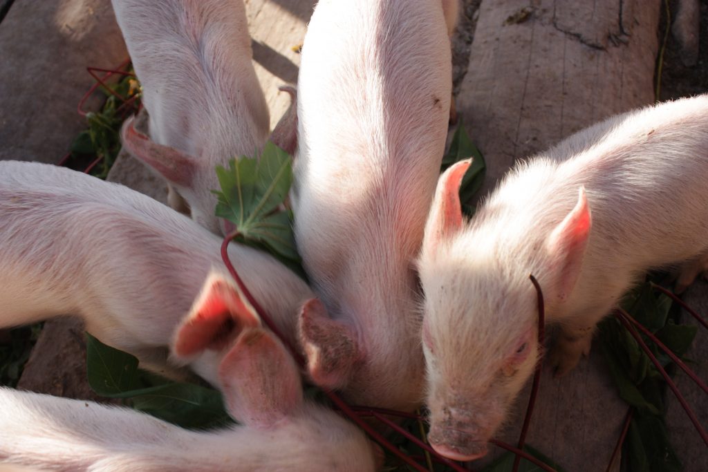 A kiss from a camel…