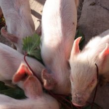 A kiss from a camel…