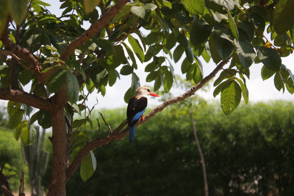 A kiss from a camel…