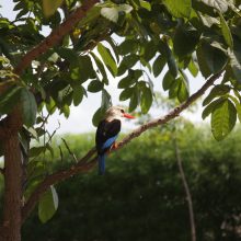 A kiss from a camel…