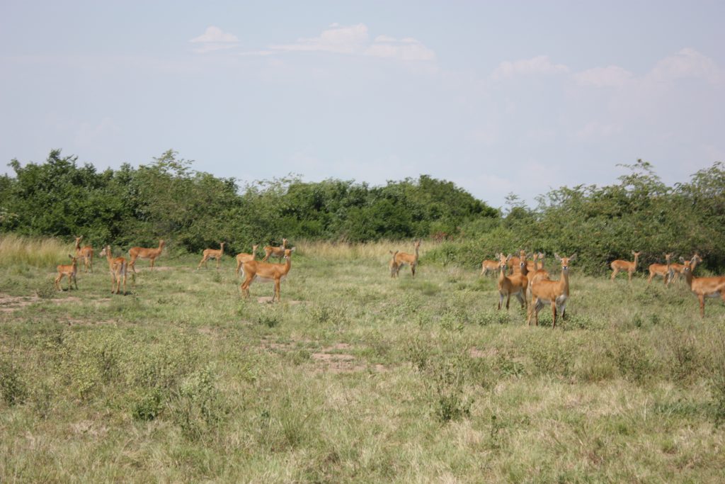 A kiss from a camel…