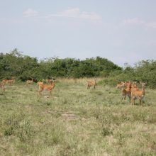 A kiss from a camel…
