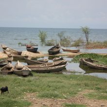 A kiss from a camel…