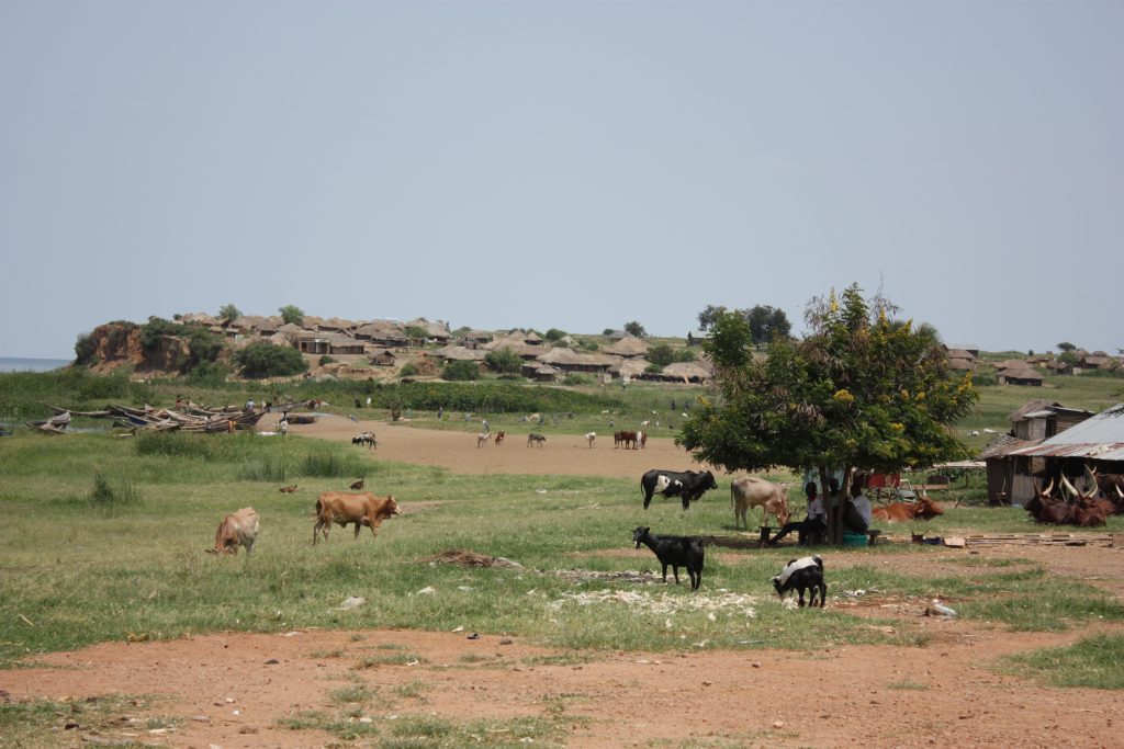 A kiss from a camel…