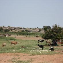A kiss from a camel…