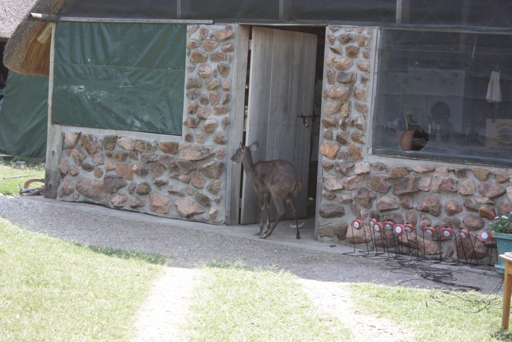 A kiss from a camel…