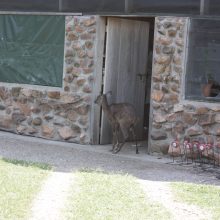 A kiss from a camel…