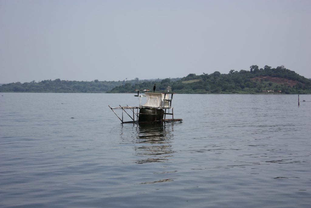 A kiss from a camel…
