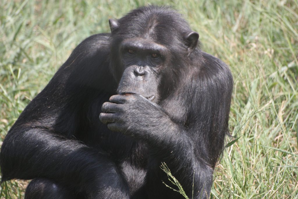 A kiss from a camel…