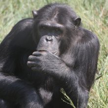 A kiss from a camel…