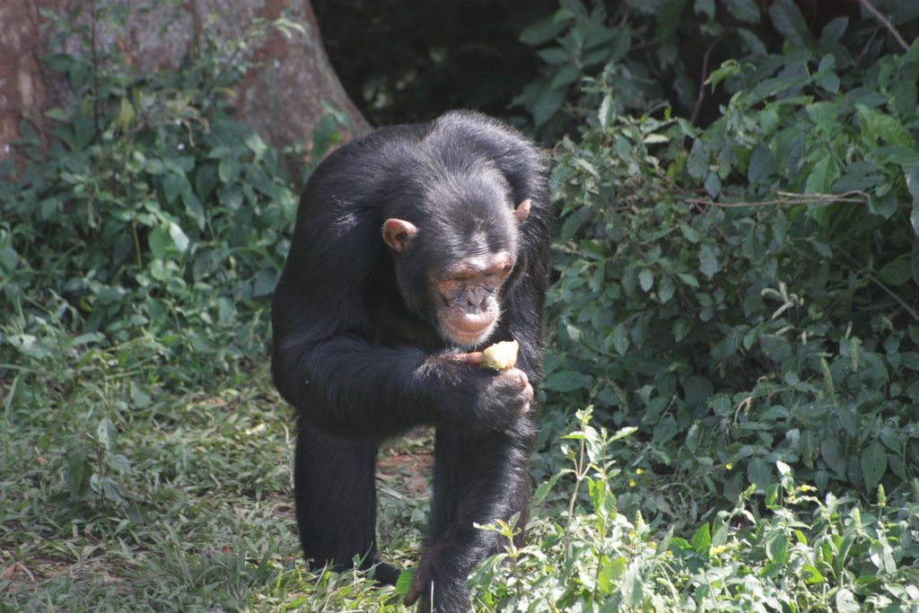 A kiss from a camel…