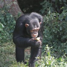 A kiss from a camel…