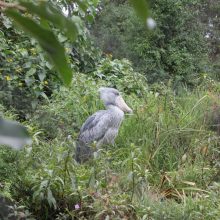 A kiss from a camel…