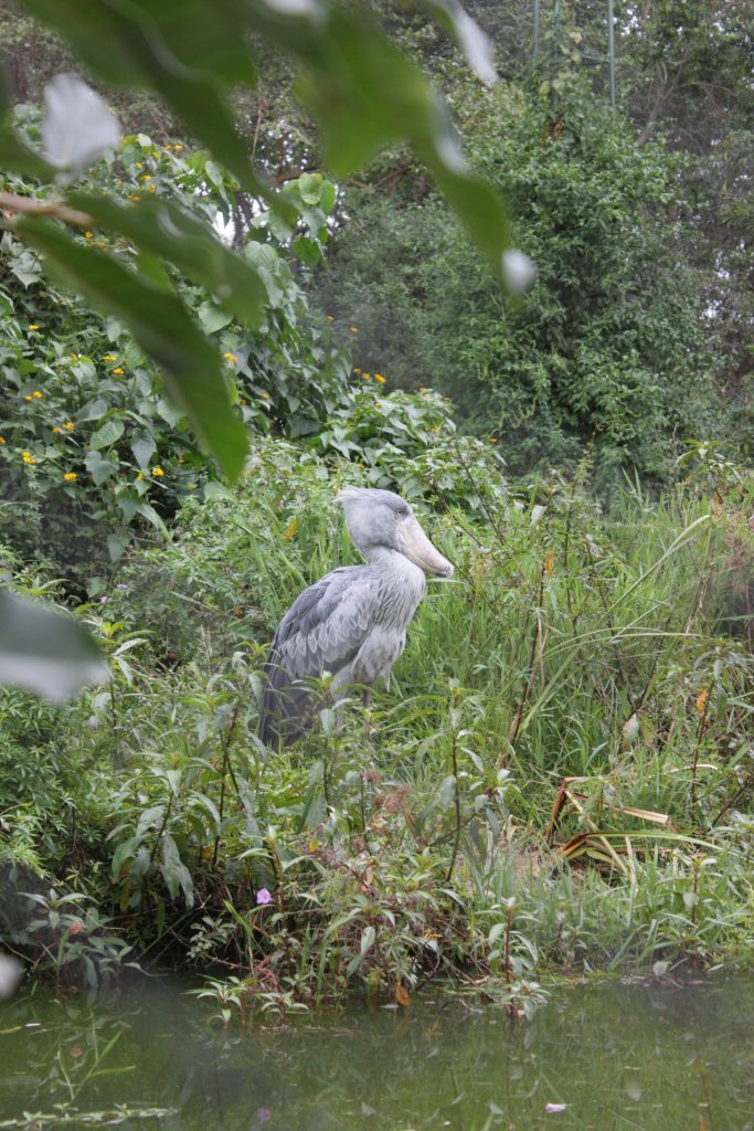 A kiss from a camel…