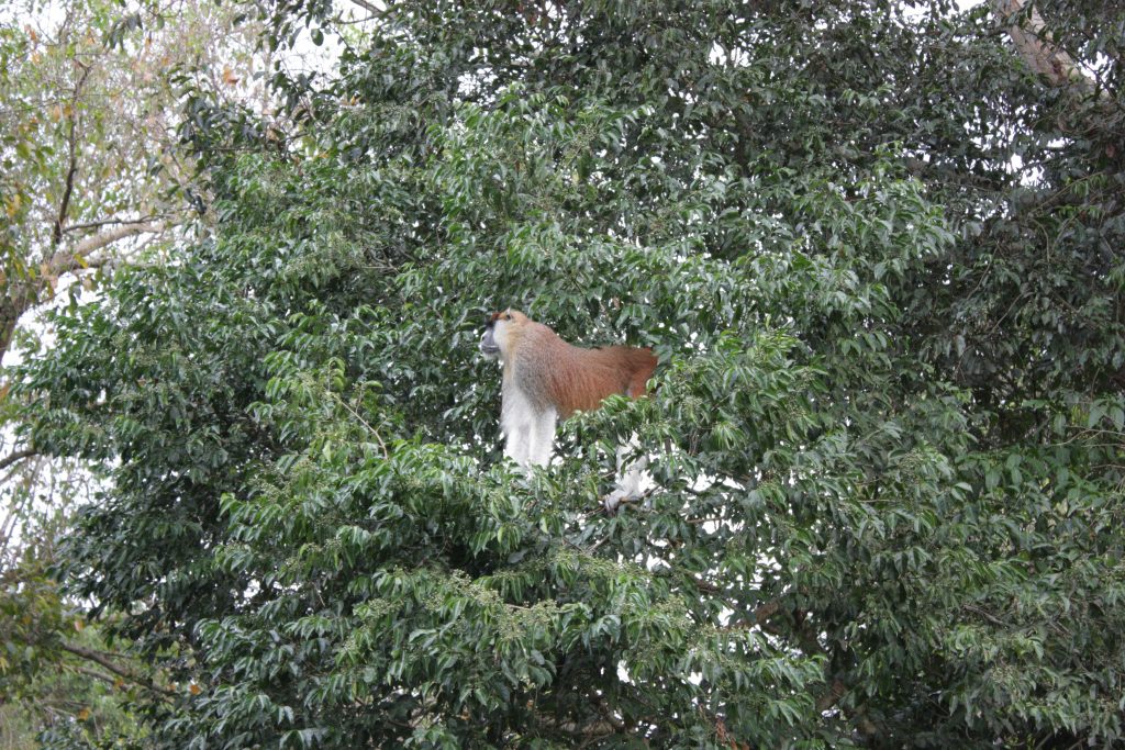 A kiss from a camel…