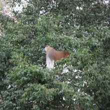 A kiss from a camel…