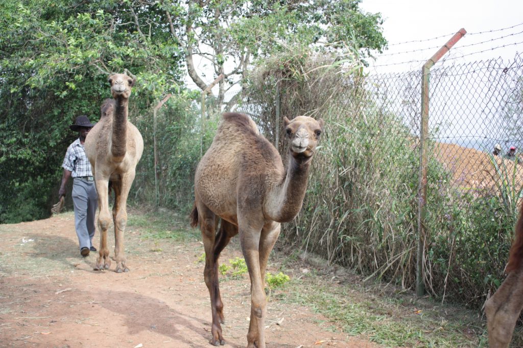 A kiss from a camel…