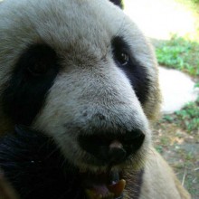 Terracotta warriors and some pandas