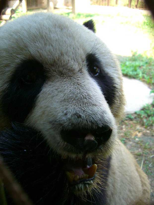 Terracotta warriors and some pandas