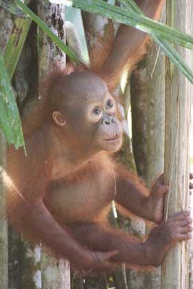 Back in Borneo!!! We are home!