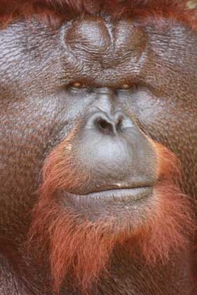 Back in Borneo!!! We are home!