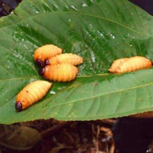 Gawai Dyak, alcohol filled few days!