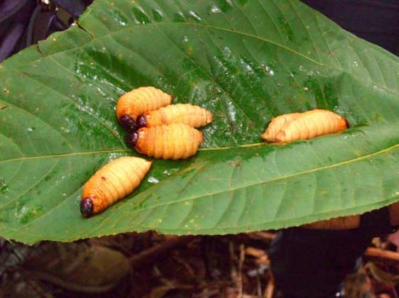 Gawai Dyak, alcohol filled few days!