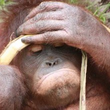 Gawai Dyak, alcohol filled few days!