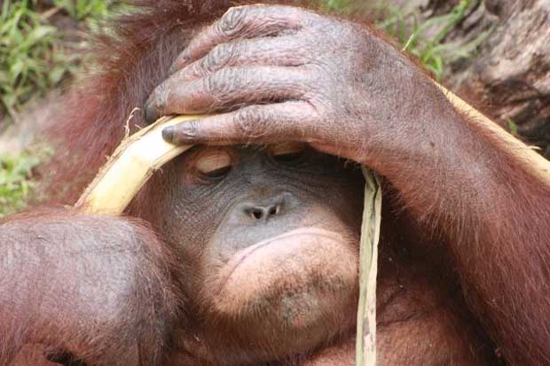 Gawai Dyak, alcohol filled few days!