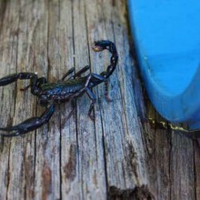 Gawai Dyak, alcohol filled few days!