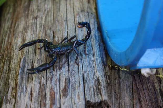 Gawai Dyak, alcohol filled few days!