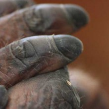 Gawai Dyak, alcohol filled few days!