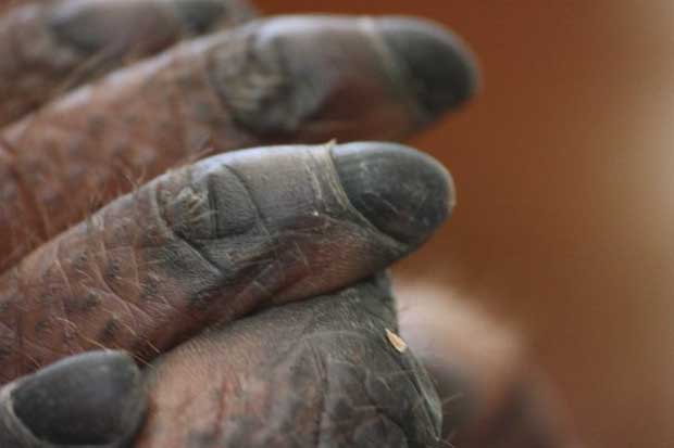 Gawai Dyak, alcohol filled few days!