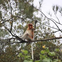 Back in Borneo!!! We are home!