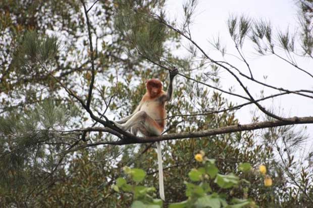 Back in Borneo!!! We are home!