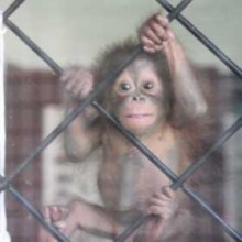 Gawai Dyak, alcohol filled few days!