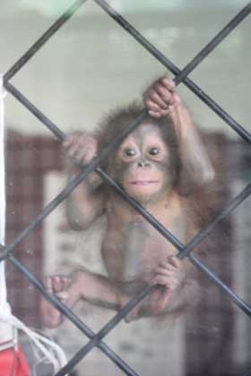 Gawai Dyak, alcohol filled few days!