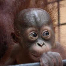 Gawai Dyak, alcohol filled few days!