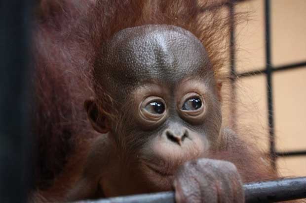 Gawai Dyak, alcohol filled few days!