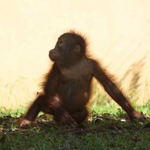 Gawai Dyak, alcohol filled few days!