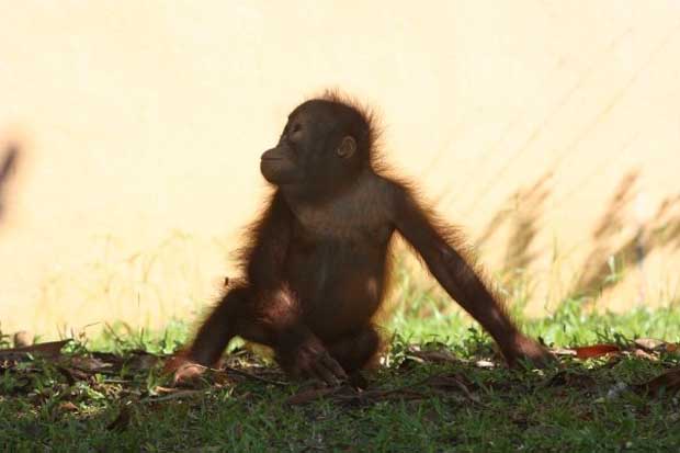 Gawai Dyak, alcohol filled few days!