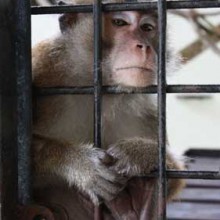 Gawai Dyak, alcohol filled few days!