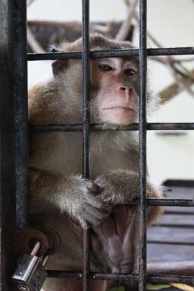 Gawai Dyak, alcohol filled few days!