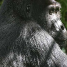 Muzungu in the mist….